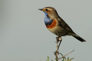 How to Get True Security - Bird on a Branch