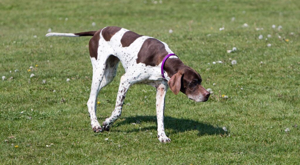 pointer bird dog